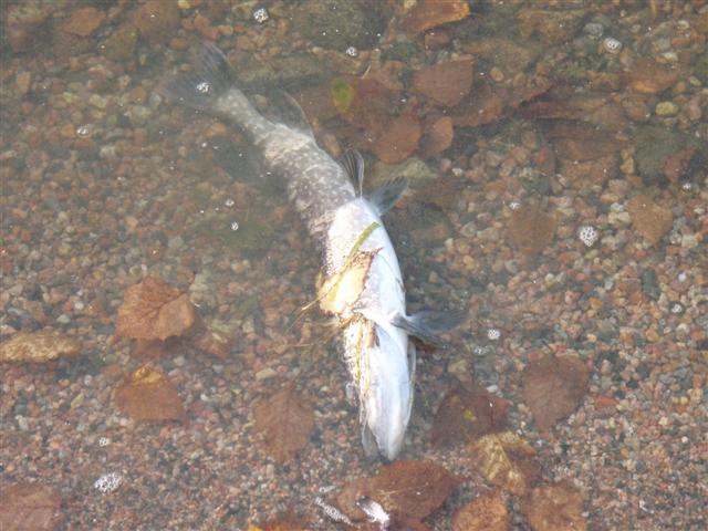 Dead Fish in Wakami