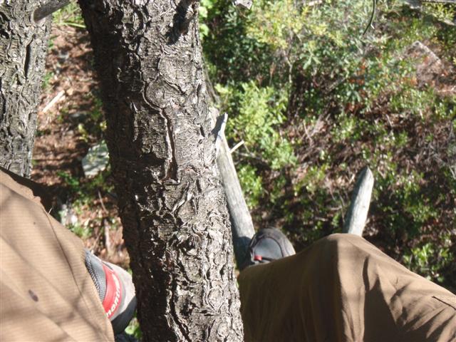 Bon Echo Tree Climb