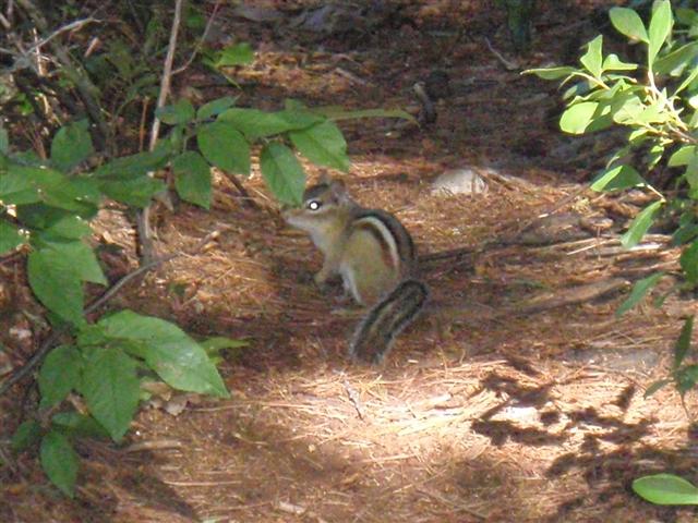 Squirrel on Trail