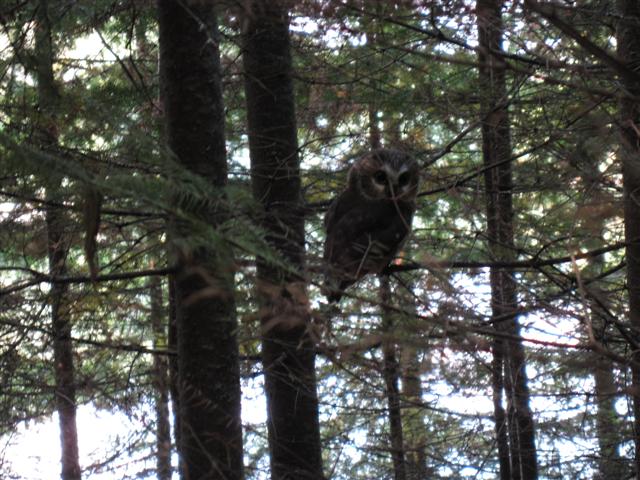 Owl in Wakami