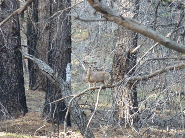 Zion Deer