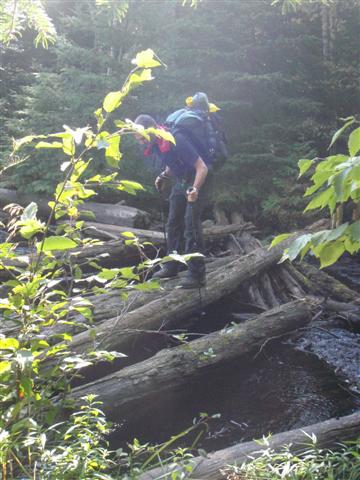 Jay on log bridge